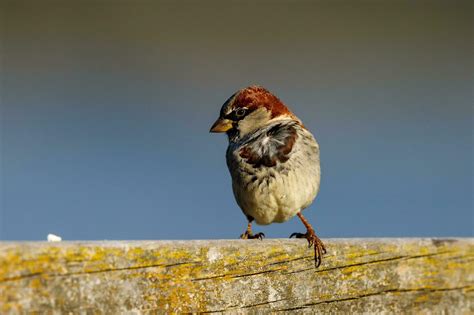 Common House Sparrow 25928064 Stock Photo at Vecteezy