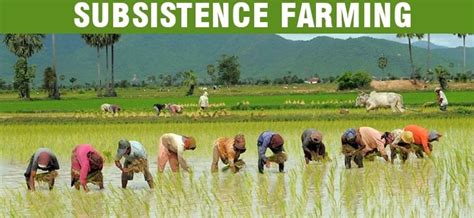 Characteristics of Intensive Subsistence Agriculture – Class 12 Geography NCERT