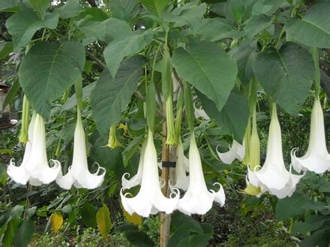 Brugmansia Suaveolens White 10 Seeds, Brazil's Angel Trumpet Shrub, Sm ...