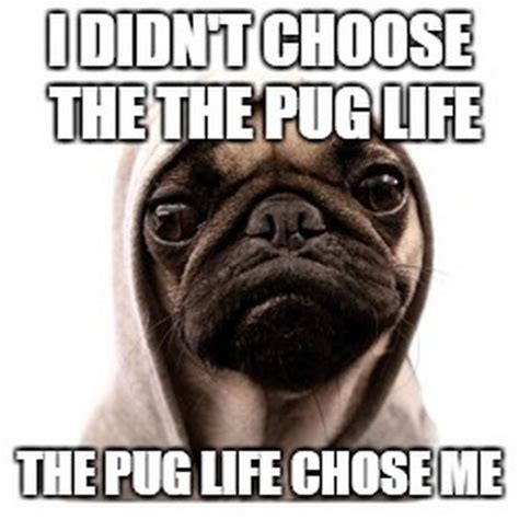 101 Lovable Pug Memes That Are Too Puggin' Cute