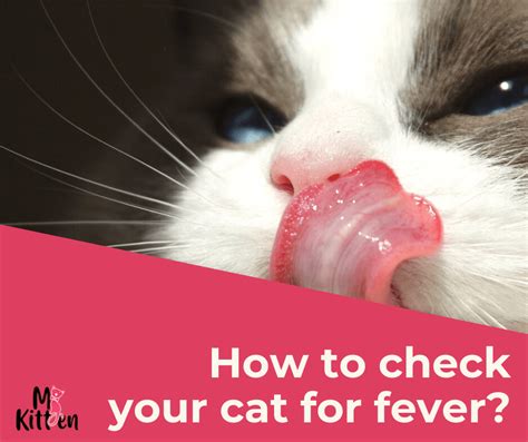 How To Check Cat For Fever?