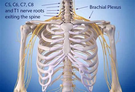 Brachial Plexus Injury Cause Symptoms Treatment Exercise