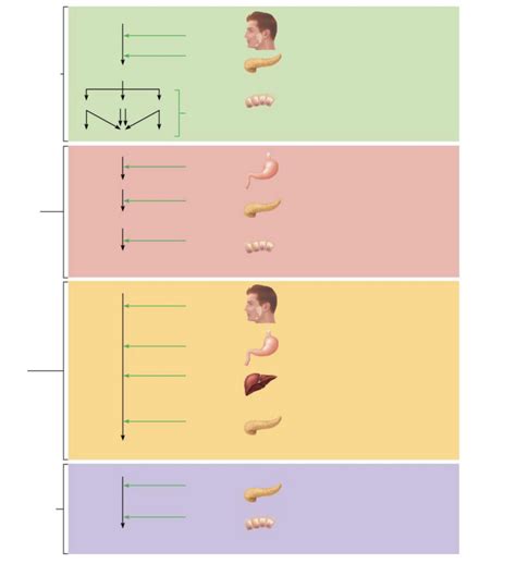 Lab Exam 3 BIO 205 Pt 1 Diagram Quizlet