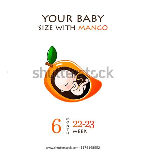 Stages Development Pregnancy Size Embryo Weeks Stock Vector (Royalty ...