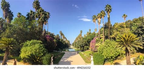 Algiers Algeria Sep Palm Stock Photo Shutterstock