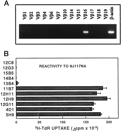 Assessment Of V Usage By The T Cell Hybridomas Specific For TMEV A V