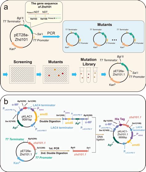 Scheme Of Construction For Mutant Library And The Expression Plasmids