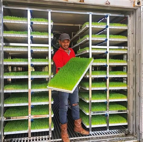 Microgreen Growing Trays For Hydroponic Fodder Grass System