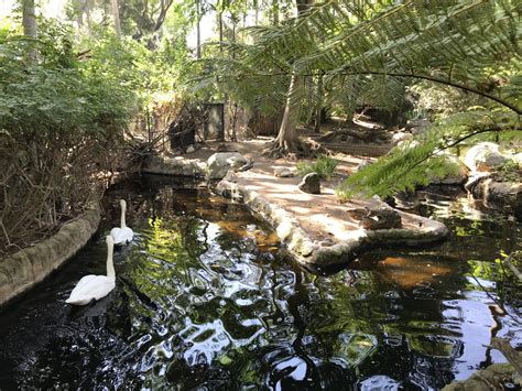 Trumpeter Swan Exhibit - ZooChat