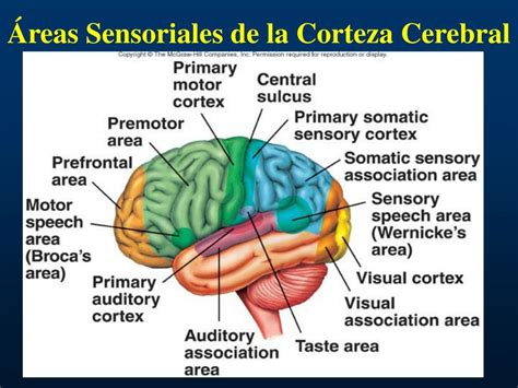 PPT Clase V VIAS SOMATO SENSORIALES PowerPoint Presentation ID 741174