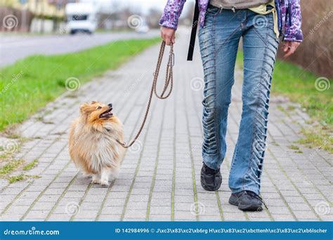 Woman Leads Her Dog On A Leash Stock Photo Image Of City Adult