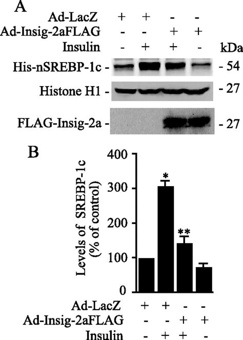 Insulin Enhances The Biogenesis Of Nuclear Sterol Regulatory Element