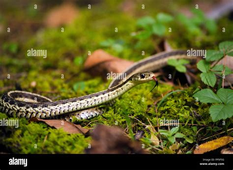 Common Garter Snake Slithering With Tongue Out And Close Up Skin Stock