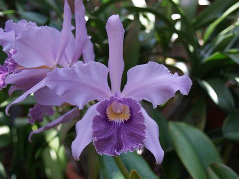 Lc Canhamiana Coerulea Blue Lace Cattleya Mossiae X Lael Flickr