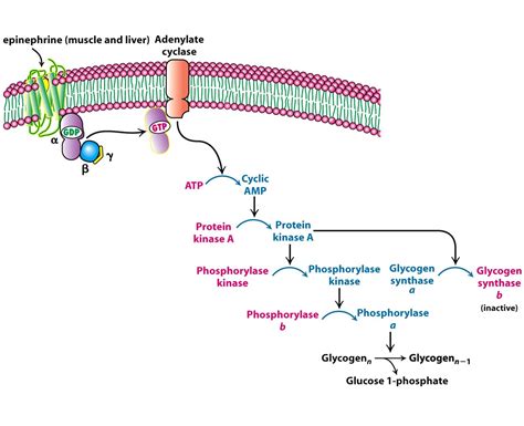 Epinephrine Effect On Muscle