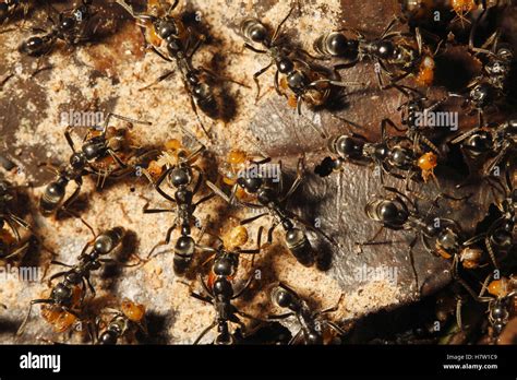 Ant (Formicidae) group attacking termite colony, Lobeke National Park ...