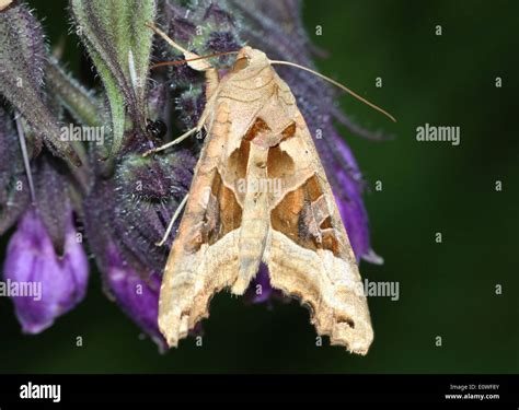 Angle Shades Moth Phlogophora Meticulosa Posing On A Flower Stock