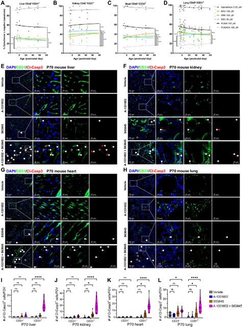 Vascular Ecs In Vivo Are Vulnerable To Inhibition Of Prosurvival Bcl 2