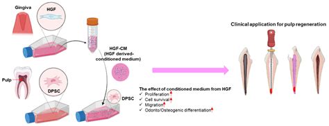 Cells Free Full Text The Potential Application Of Human Gingival