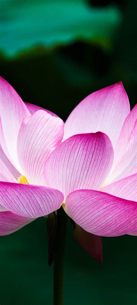 1080x2400 Lotus Flower 4k Google Pixel 7 ,HD 4k Wallpapers,Images ...