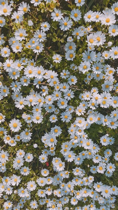 Astonishing Daisy Aesthetic Wallpapers Wallpaper Box