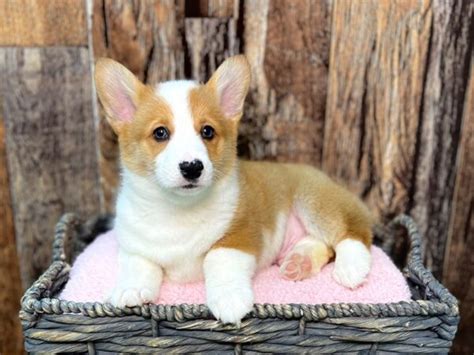 Pembroke Welsh Corgi Puppies Petland Fort Myers Florida