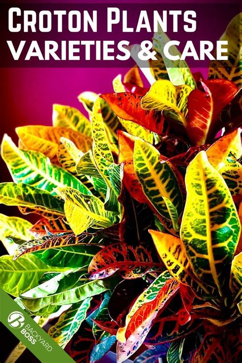 Croton Guide: How to Take Care of a Croton Plant | Diy garden decor ...