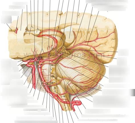 Arterias De La Fosa Craneal Posterior Diagram Quizlet