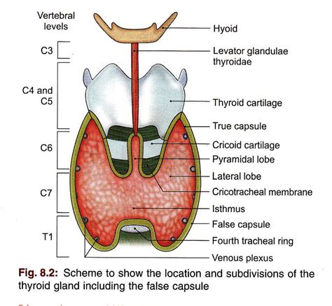 Bd Chaurasias Human Anatomy Volume Head Neck And Bra Flickr