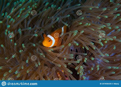 Nemo Clownfish Over An Anemone Maldives Stock Image Cartoondealer