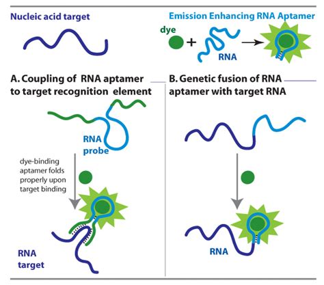 New Ideas For In Vivo Detection Of Rna Intechopen