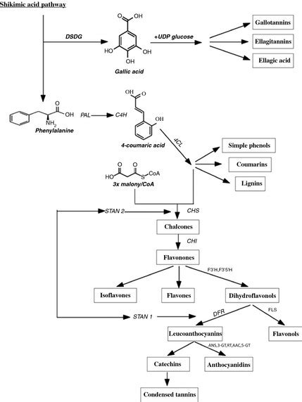 Biosynthesis of phenolic compounds (modified after Stushnoff et al ... 