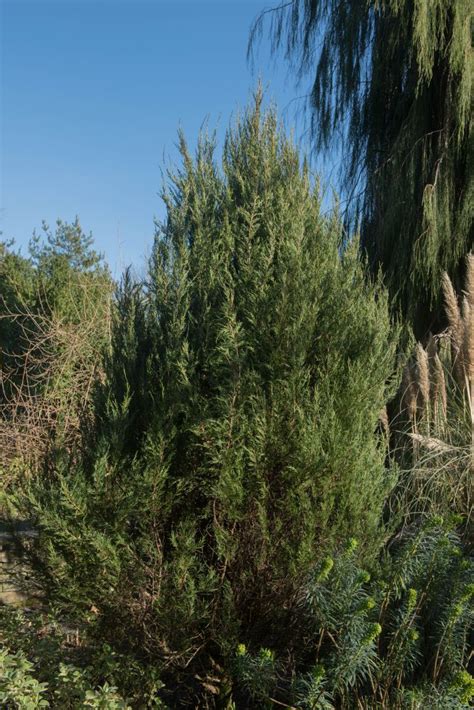 rocky mountain juniper   wild