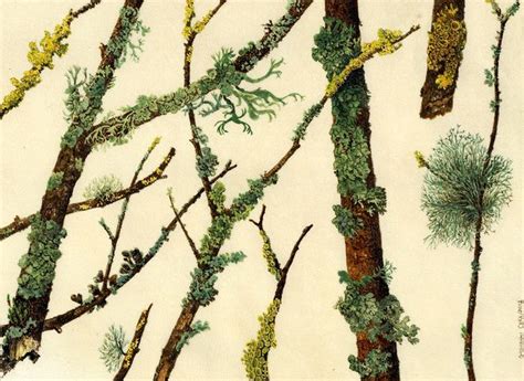 Lichens E Mosses Botanical Drawings Nature Illustration Botanical