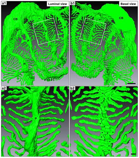 Three Dimensional Structure Of Podocyte Foot Processes A Single