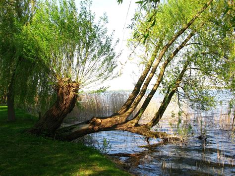 Weeping Willow Pasture Tree Free Photo On Pixabay Pixabay