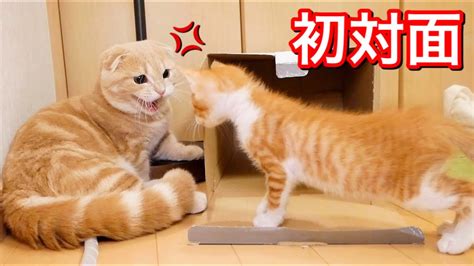 初対面の先住猫と子猫の様子がこちら Youtube