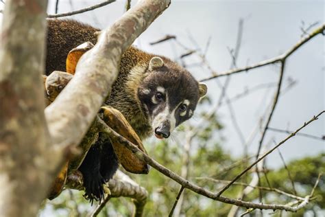 Arenal Volcano Night Walk – Wildlife Tours