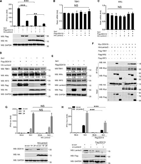 Figure 6 From Ddx19 Inhibits Type I Interferon Production By Disrupting