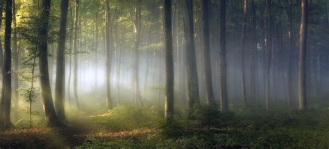 Nature Landscape Forest Trees Mist Sun Rays Leaves Dappled