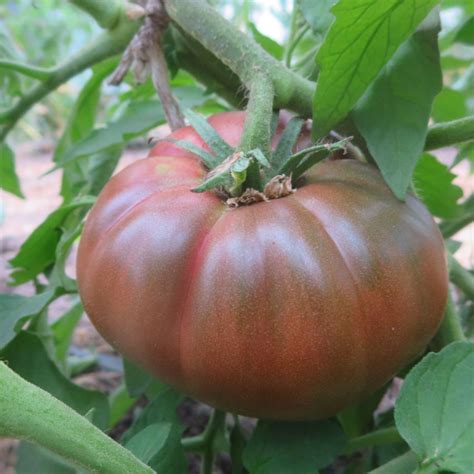 Saatgut Samen Von Der Tomate Amazon Chocolate