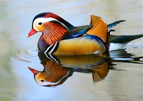 The Mandarin Duck - The Beautifully Colored Asian Duck