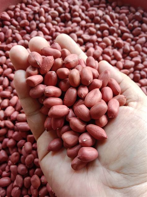 Gram Benih Kacang Tanah Hibrida Kulit Merah Super Benih Kacang Tanah