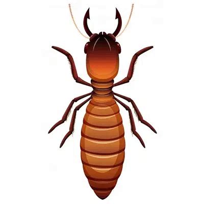 Types Of Termite In Australia Termite Identification