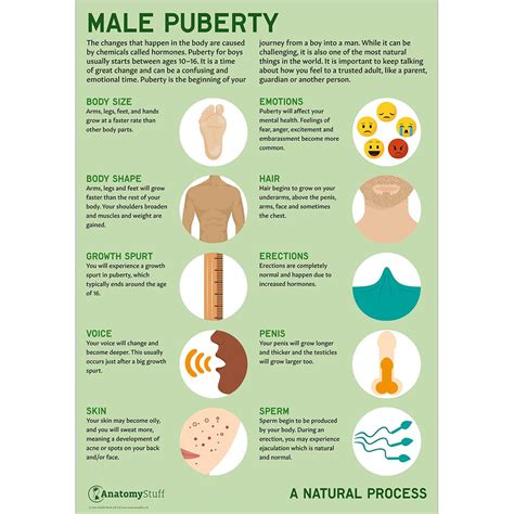 Puberty Changes Poster