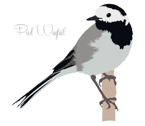 Pied Wagtail Illustration By DKN Design Wagtail Tattoo Deer