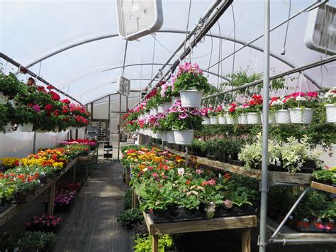 Hundreds of hanging baskets, bedding plants, perennials, potted containers & more! « Cronise ...