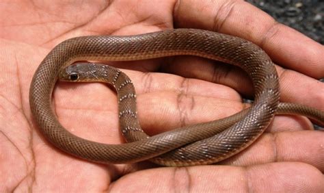 Banded Racer Snakes Of Peninsular India · Biodiversity4all