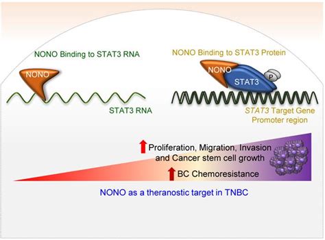 Rna Binding Protein Nono Contributes To Cancer Cell Growth And Confers