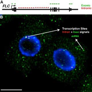 Protocol Steps For Smfish In Arabidopsis Root Cells See Main Text For